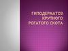 Гиподерматоз крупного рогатого скота