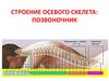 Строение осевого скелета: позвоночник