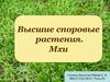 Высшие споровые растения. Мхи