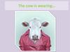 What are the animals wearing