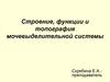 Строение, функции и топография мочевыделительной системы