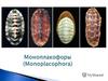 Моноплакофорлар