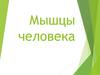 Мышцы человека