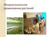 Микроклональное размножение растений