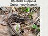 Прыткая ящерица. Отряд чешуйчатые