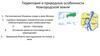 Территория и природные особенности Новгородской земли