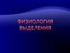 Физиология выделений. Функции почек