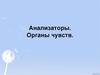 Анализаторы. Органы чувств