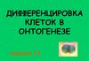 Дифференцировка клеток в онтогенезе