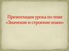 Значение и строение кожи