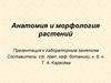 Морфология побега растений. Разнообразие побегов