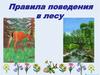 Правила поведения в лесу