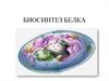 Биосинтез белка
