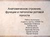 Анатомическое строение, функции и патологии ротовой полости