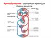 Кровь и кровообращение
