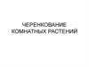Черенкование комнатных растений