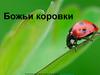 Божьи коровки