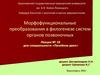 Морфофункциональные преобразования в филогенезе систем органов позвоночных