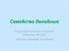 Семейство Лилейные