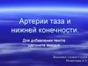 Артерии таза и нижней конечности