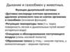 Дыхание и газообмен у животных