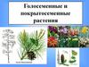Голосеменные и покрытосеменные растения