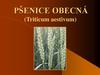 Pšenice obecná (triticum aestivum)