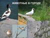 Животные в городе. Роль в экосистемах, синурбанизация, разнообразие
