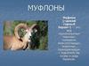 Дикий горный баран муфлон