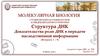 Структура ДНК. Доказательства роли ДНК в передаче наследственной информации