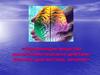 Военная токсикология. Отравляющие вещества психотомиметического действия. Клиника, диагностика, лечение
