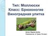 Тип: Моллюски. Класс: Брюхоногие. Виноградная улитка