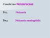 Менингококк. Эпидемическая обстановка по менингококковой инфекции