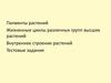 Пигменты растений. Жизненные циклы различных групп высших растений. Внутреннее строение растений. Тестовые задания