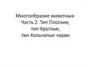 Многообразие животных: Тип Плоские, тип Круглые, тип Кольчатые черви