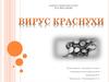 Вирус краснухи