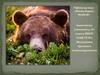 Жизнь бурого медведя