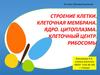 Строение клетки. Клеточная мембрана. Ядро. Цитоплазма. Клеточный центр. Рибосомы