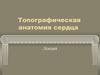 Топографическая анатомия сердца