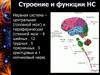 Строение и функции нервной системы