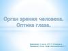 Орган зрения человека. Оптика глаза