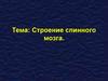Строение спинного мозга