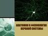 Анатомия и физиология нервной системі