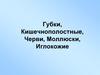 Губки, Кишечнополостные, Черви, Моллюски, Иглокожие