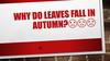 Why do leaves fall in autumn