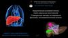 Хирургическая анатомия печени, порто-кавальных анастомозов. Современные методы исследования функций и ангиоархитектоники печени