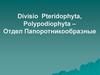 Отдел Папоротникообразные