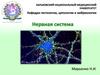 Нервная система