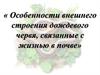 Особенности внешнего строения дождевого червя, связанные с жизнью в почве
