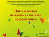 Цикл развития насекомых с полным превращением